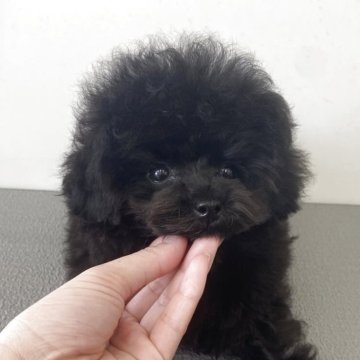 ティーカッププードル【広島県・男の子・2025年5月10日・ブラック】の写真「お顔の可愛い男の子♡」
