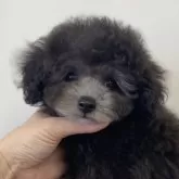 タイニープードル