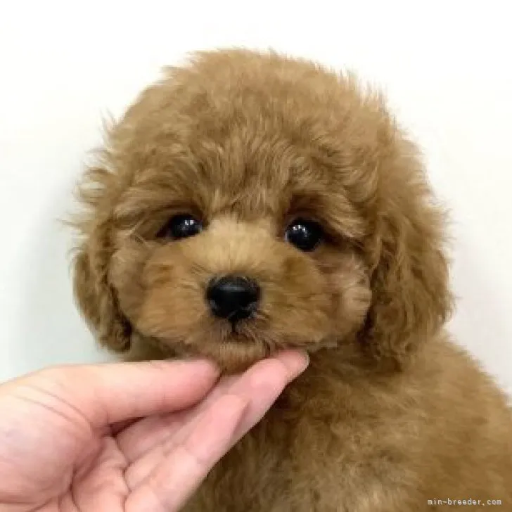 はま 様のお迎えした子犬