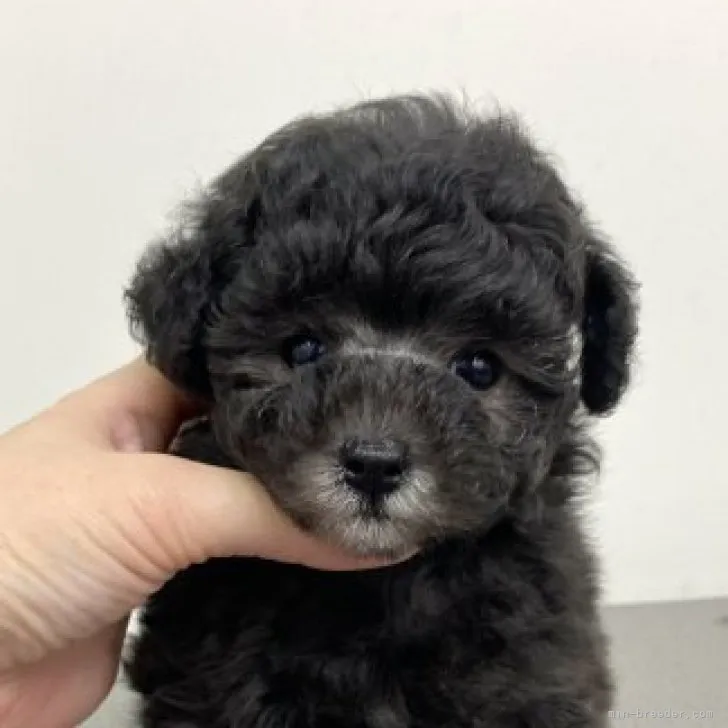 H.O 様のお迎えした子犬