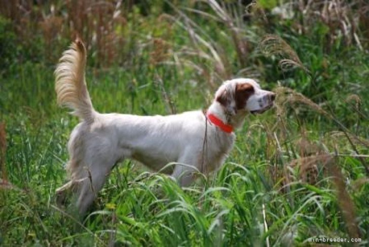 イングリッシュ・セター｜片田　喜世一(かただ　きよかず)ブリーダー(滋賀県・フラットコーテッドレトリバーなど・JKC/全日本狩猟倶楽部登録)の紹介写真5