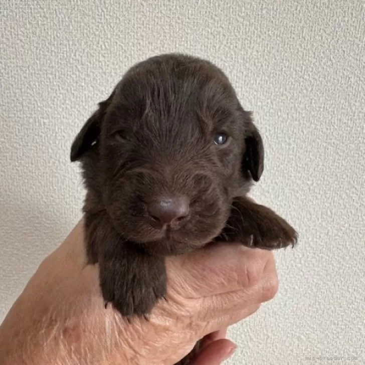 ID:2502-06141の子犬