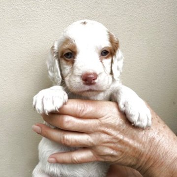 ブリタニースパニエル【滋賀県・女の子・2025年12月24日・ホワイト&オレンジ】の写真「両親犬米国輸入犬、性能抜群」