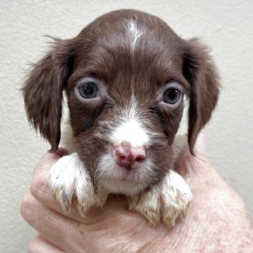 ブリタニースパニエル【滋賀県・女の子・2025年9月24日・ホワイト&レバー】の写真「お父さんは米国輸入犬の可愛い女の子」