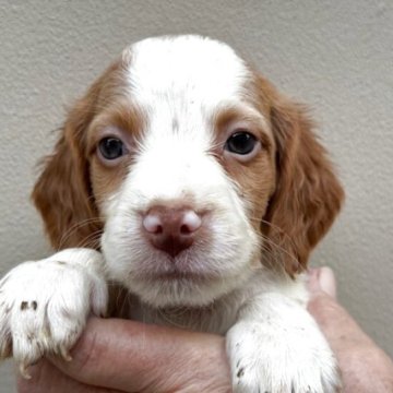 ブリタニースパニエル【滋賀県・男の子・2025年9月24日・ホワイト&オレンジ】の写真「お父さんは米国輸入犬の可愛い男の子」