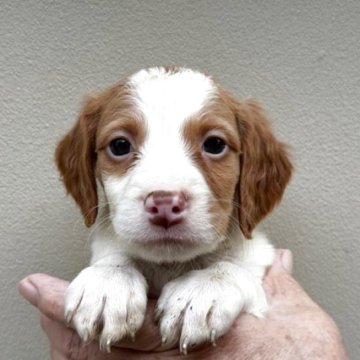 ブリタニースパニエル【滋賀県・男の子・2025年9月24日・ホワイト&オレンジ】の写真「お父さんは米国輸入犬の可愛い男の子」