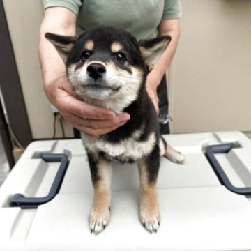 柴犬(標準サイズ)【滋賀県・男の子・2025年1月1日・黒】の写真「元気で可愛い子犬」