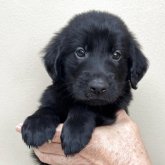 フラットコーテッドレトリバー