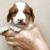 ブリタニースパニエル