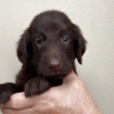 フラットコーテッドレトリバー