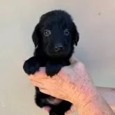 フラットコーテッドレトリバー【滋賀県・女の子・2024年10月5日・ブラック】の写真1