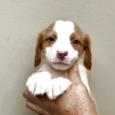 ブリタニースパニエル