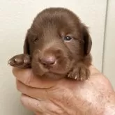 フラットコーテッドレトリバー