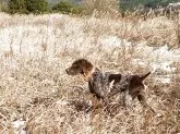 ジャーマン・ポインター【滋賀県・男の子・2025年4月24日・ホワイト&レバー】の写真5「父犬」