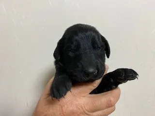 ID:2112-02976の子犬