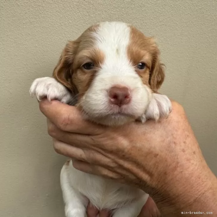 ID：2411-00504の子犬