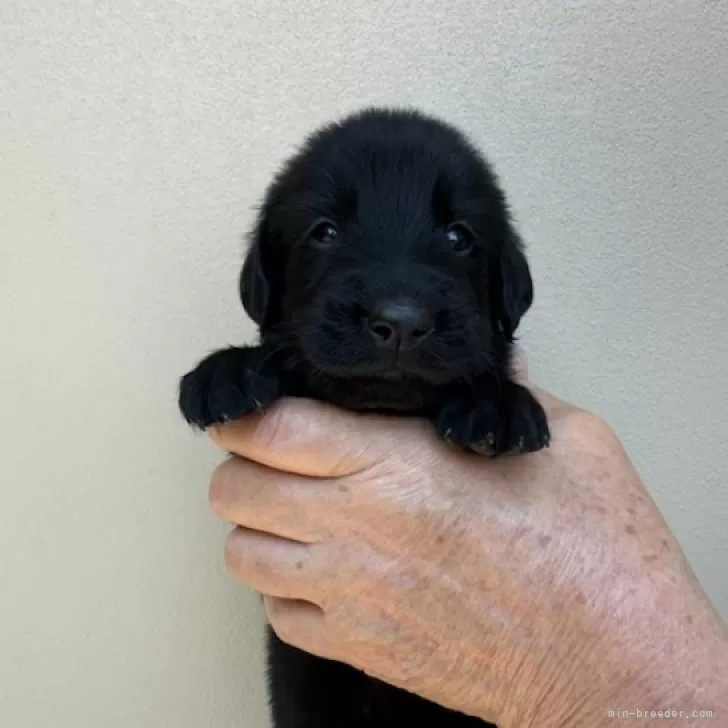 ID:2405-07223の子犬