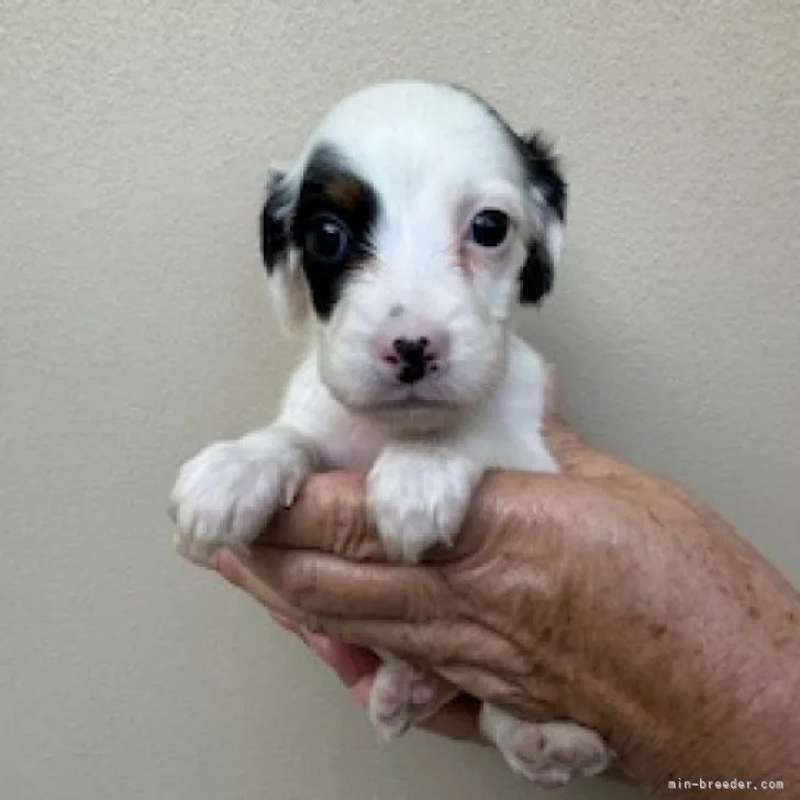 ID：2310-00066の子犬