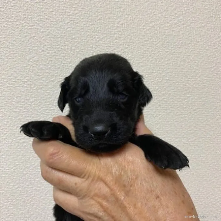 ID：2212-05094の子犬