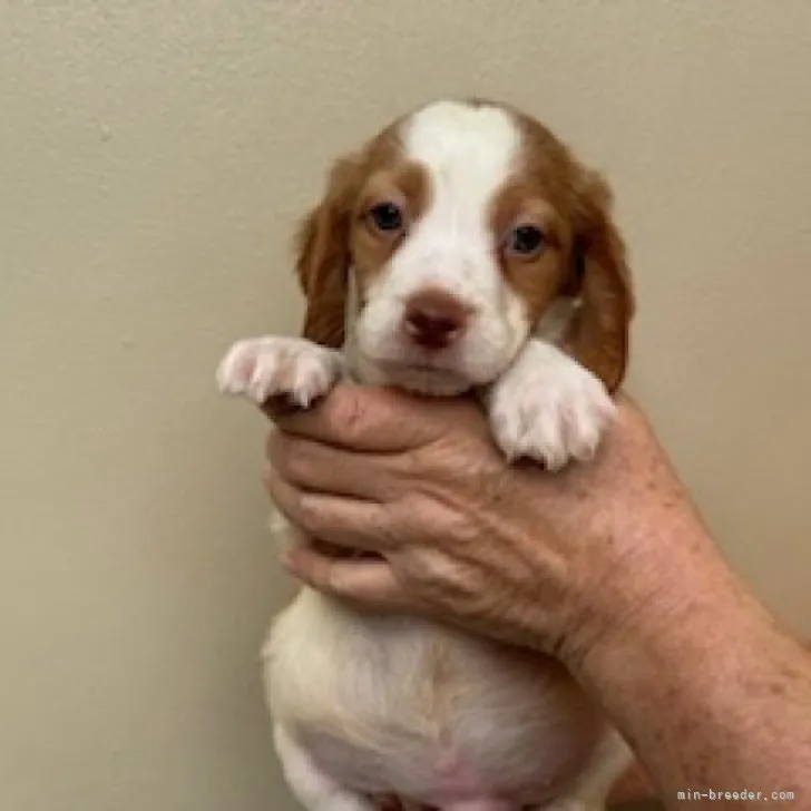 ID：2310-06828の子犬