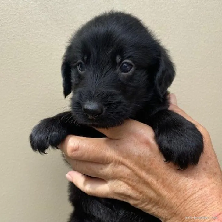 ID:2208-05477の子犬