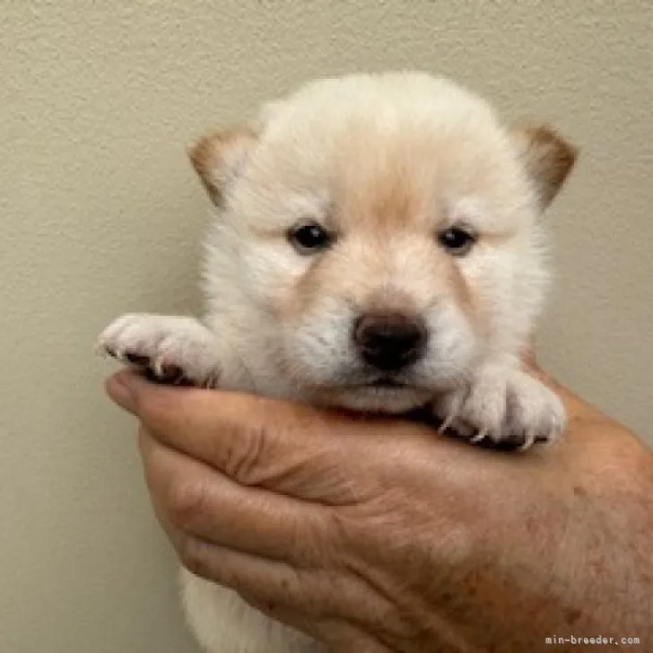 ID：2310-02071の子犬
