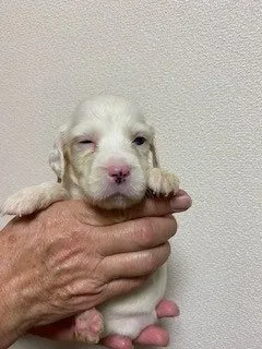 ID:2110-03954の子犬