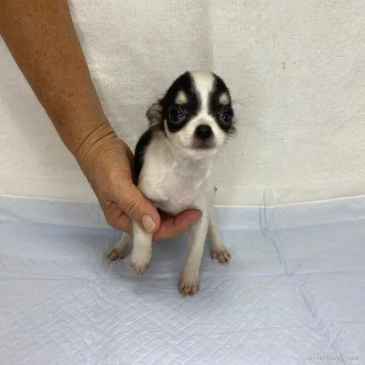ID:2208-01509の子犬