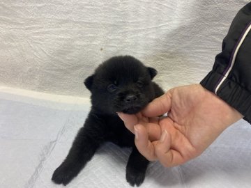 甲斐犬【滋賀県・女の子・2020年12月17日・黒虎】の写真「コロコロの女の子」