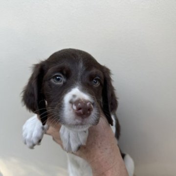 ブリタニースパニエル【滋賀県・男の子・2023年9月13日・ホワイト&レバー】の写真「家庭犬、スポーツ犬、鳥猟犬として優秀な犬種です。」