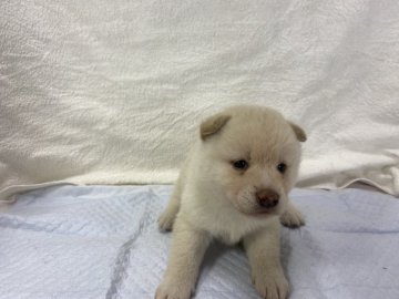 柴犬(標準サイズ)【滋賀県・男の子・2021年4月1日・白系】の写真「たぬき顔の両親から生まれました。」