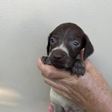 ジャーマン・ポインター【滋賀県・男の子・2023年9月10日・ホワイト&レバー】の写真「家庭犬、スポーツ犬、鳥猟犬として優秀な犬種です。」