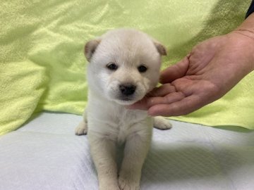 柴犬(標準サイズ)【滋賀県・女の子・2020年12月3日・白系】の写真「可愛いコロコロ白柴の女の子」