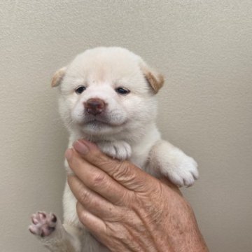 柴犬(標準サイズ)【滋賀県・女の子・2023年5月26日・白系(淡赤)】の写真「タヌキ顔のお母さんから産まれた女の子」