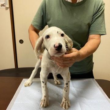 イングリッシュセッター【滋賀県・男の子・2022年7月16日・ホワイト&ブラックタン】の写真「家庭犬、スポーツ犬、鳥猟犬として優秀な犬種です。」