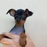 ミニチュアピンシャー【滋賀県・男の子・2023年6月8日・ブラックタン】の写真1