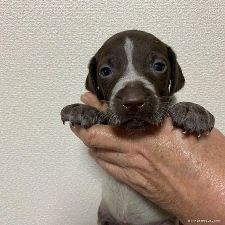 ID：2211-00066の子犬