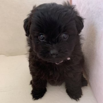 ポメプー(トイプードル×ポメラニアン)【静岡県・女の子・2024年11月3日・ブリンドル】の写真「可愛い顔した女の子です」