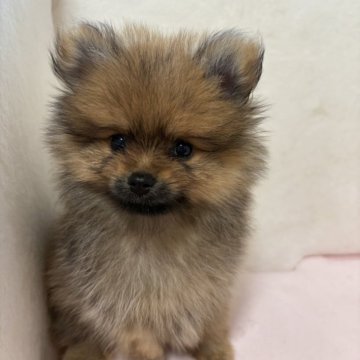 ポメラニアン【静岡県・男の子・2025年7月29日・オレンジ】の写真「元気な男の子です」
