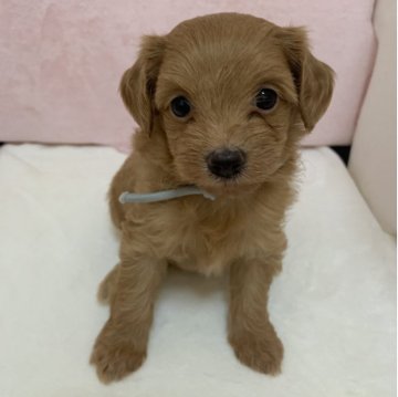 チワプー【静岡県・女の子・2025年10月2日・レッド】の写真「可愛い女の子です」