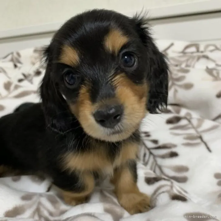 ID：2212-04766の子犬