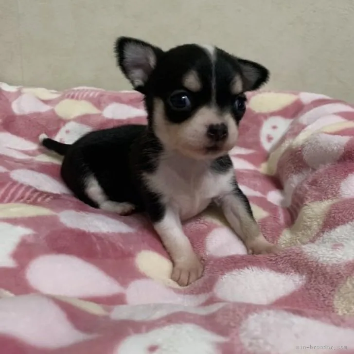 mii 様のお迎えした子犬