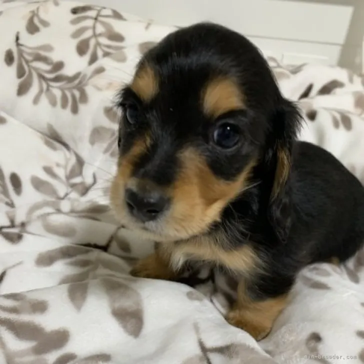 ID：2212-04748の子犬