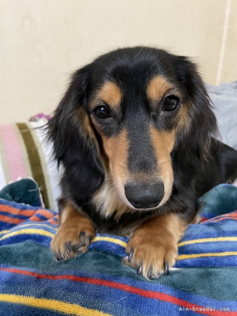ミニチュアダックスフンド(ロング)【・女の子・2021年5月2日・ブラックアンドタン】