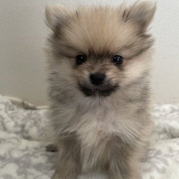 ポメラニアン【静岡県・男の子・2023年3月22日・オレンジ】の写真「可愛い男の子です！」