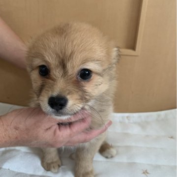 ポメチワ(チワワ×ポメラニアン)【静岡県・男の子・2024年3月20日・オレンジ】の写真「可愛い男の子です」