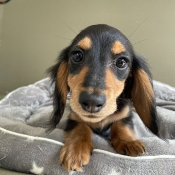 ミニチュアダックスフンド(ロング)【静岡県・女の子・2023年12月23日・ブラックタン】の写真「可愛い女の子です」