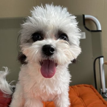 ミックス(チワワ×マルチーズ)【静岡県・男の子・2023年5月18日・ブラックアンドホワイト】の写真「とても人懐こい子です！」