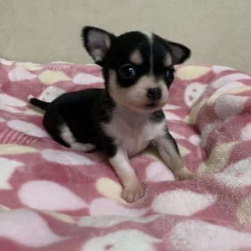 チワワ(スムース)【静岡県・女の子・2023年1月26日・ブラックタン&ホワイト】の写真「元気な女の子です」