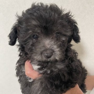 チワワ×プードル【静岡県・男の子・2023年2月18日・ブラックアンドホワイト】の写真「元気な男の子です！」